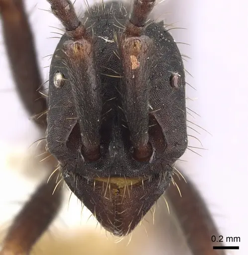 Eciton rapax - CASENT0249462