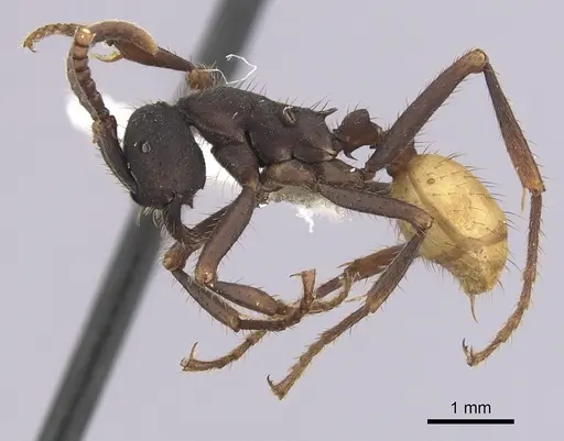 Eciton rapax - CASENT0249462