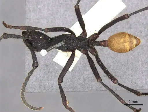 Eciton rapax - CASENT0902635