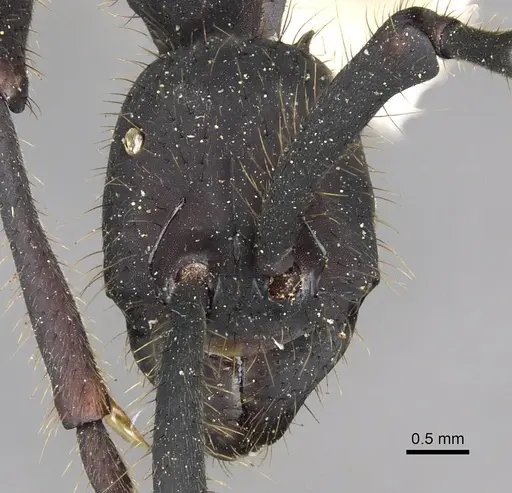 Eciton rapax - CASENT0902635