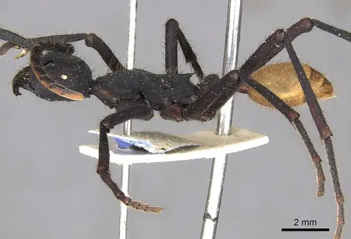 Eciton rapax - CASENT0902635