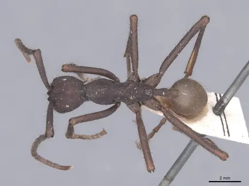 Eciton rapax - FMNHINS0000045338