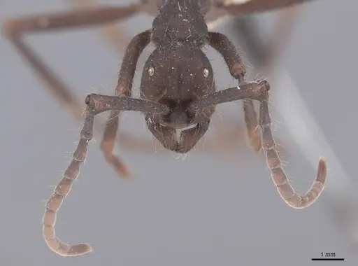 Eciton rapax - FMNHINS0000045338