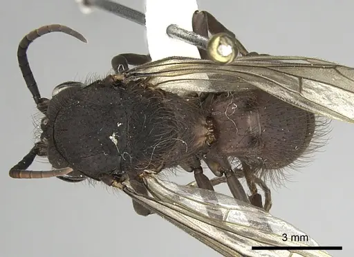 Eciton setigaster specimen