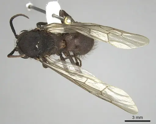 Eciton setigaster specimen