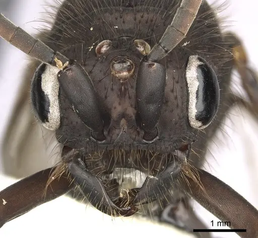 Eciton setigaster specimen