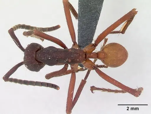 Eciton vagans specimen
