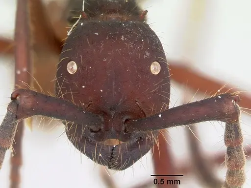 Eciton vagans specimen
