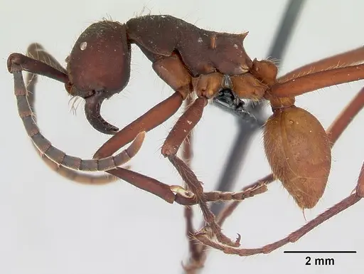 Eciton vagans specimen
