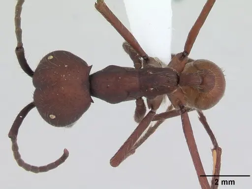 Eciton vagans - CASENT0173509