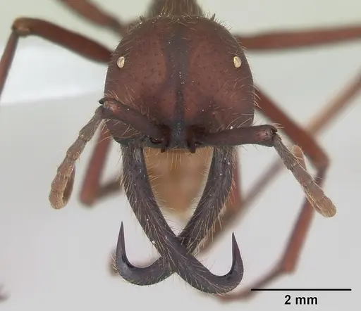 Eciton vagans - CASENT0173509