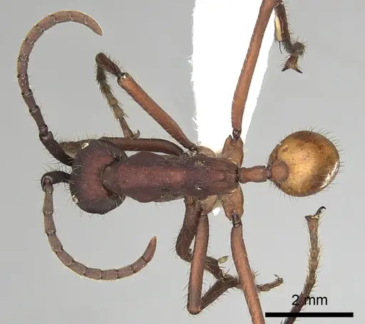 Eciton vagans - CASENT0249464