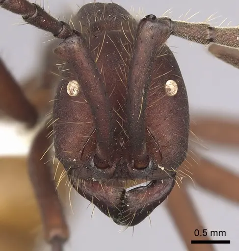 Eciton vagans - CASENT0249464