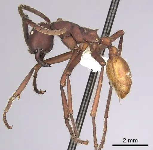 Eciton vagans - CASENT0249464