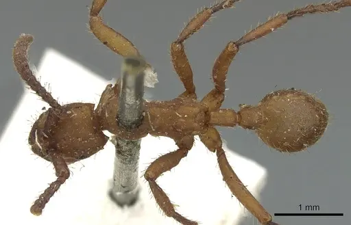 Eciton vagans - CASENT0902633