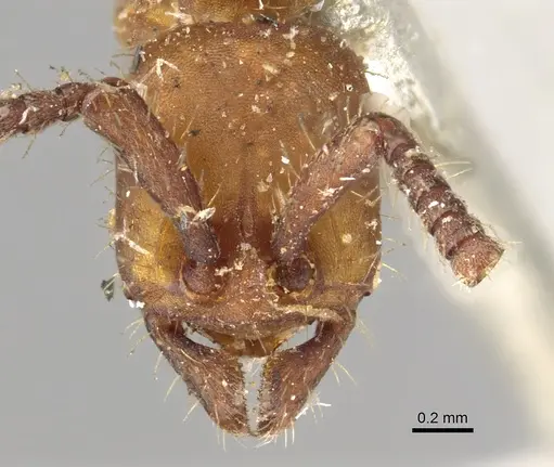 Eciton vagans - CASENT0902633