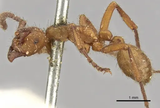 Eciton vagans - CASENT0902633