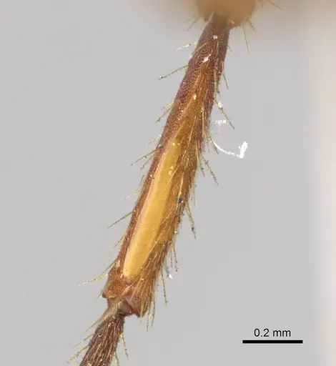 Eciton vagans - CASENT0902633