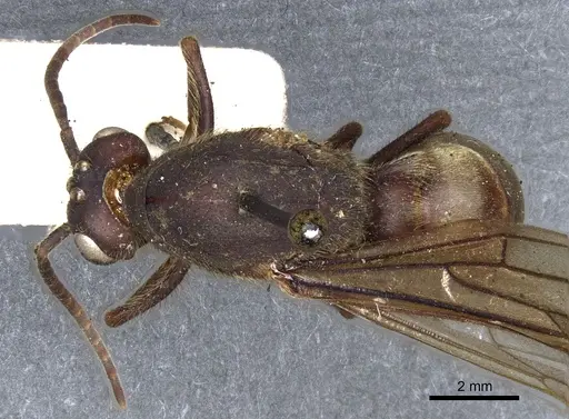 Eciton vagans - CASENT0903720