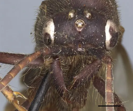 Eciton vagans - CASENT0903720