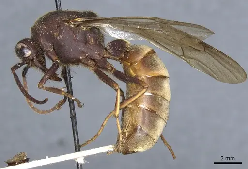 Eciton vagans - CASENT0903720