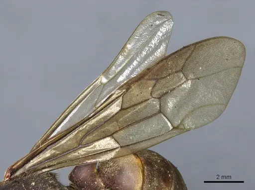 Eciton vagans - CASENT0903720