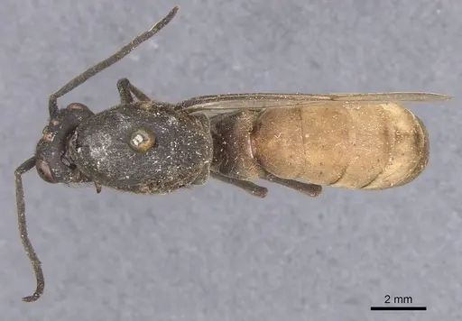 Eciton vagans - CASENT0911389