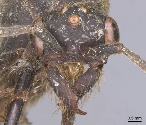 Eciton vagans - CASENT0911389