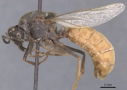 Eciton vagans - CASENT0911389