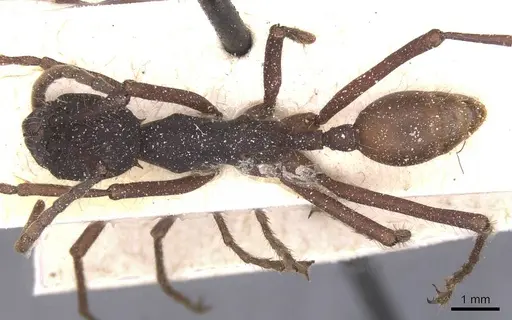 Eciton vagans - CASENT0911390