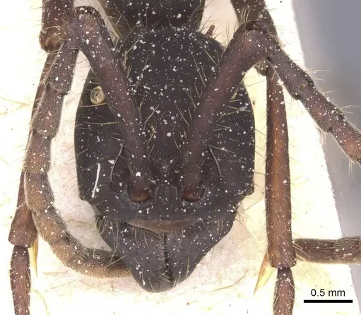 Eciton vagans - CASENT0911390