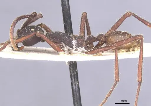 Eciton vagans - CASENT0911390