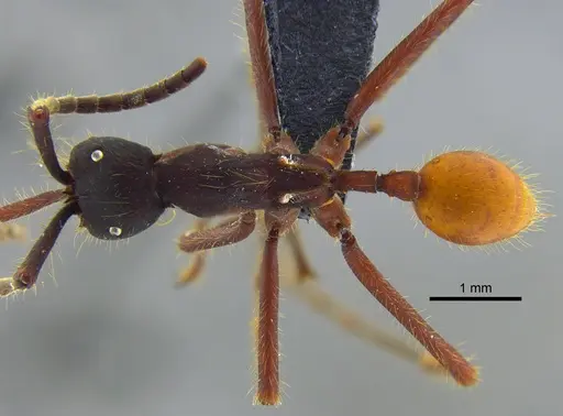 Eciton vagans - CBUMAGENT41919