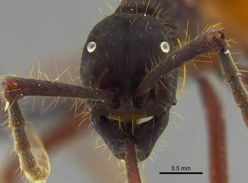 Eciton vagans - CBUMAGENT41919