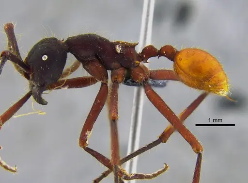 Eciton vagans - CBUMAGENT41919