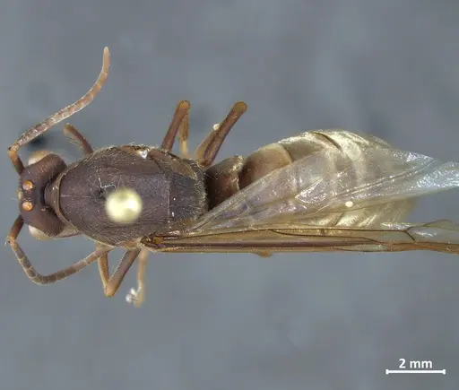 Eciton vagans - DZUP549839