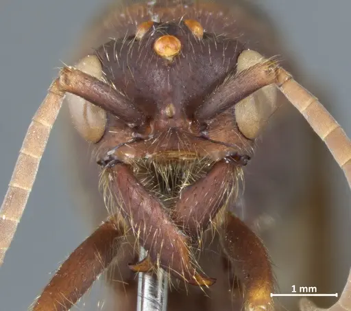 Eciton vagans - DZUP549839