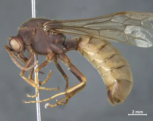 Eciton vagans - DZUP549839