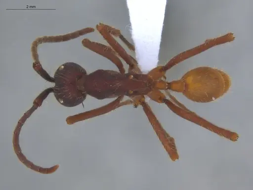 Eciton vagans - ECOFOG-SG17-0155-04