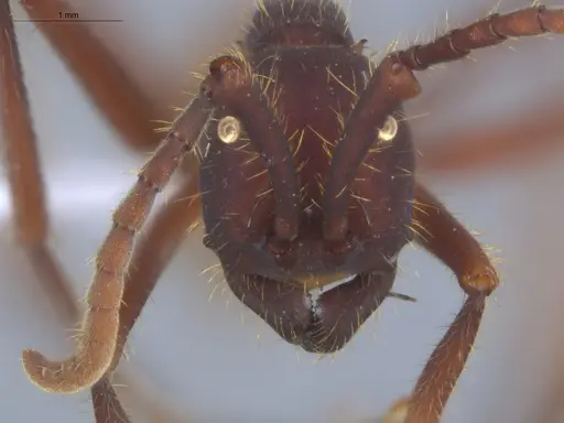 Eciton vagans - ECOFOG-SG17-0155-04