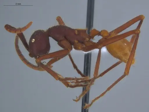 Eciton vagans - ECOFOG-SG17-0155-04