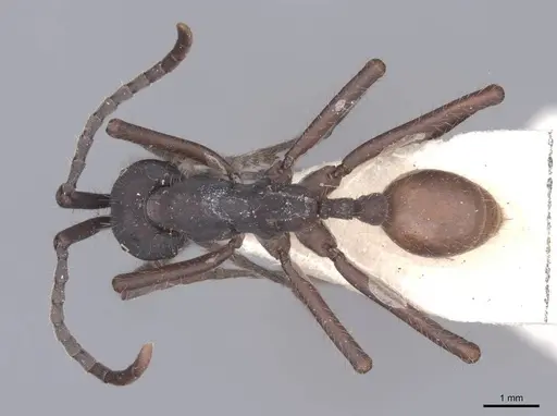 Eciton vagans - FMNHINS0000045339