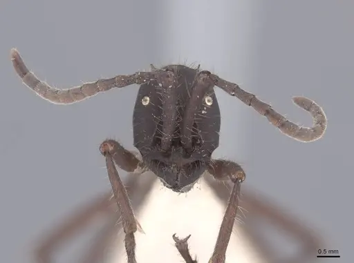 Eciton vagans - FMNHINS0000045339