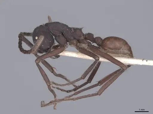 Eciton vagans - FMNHINS0000045339