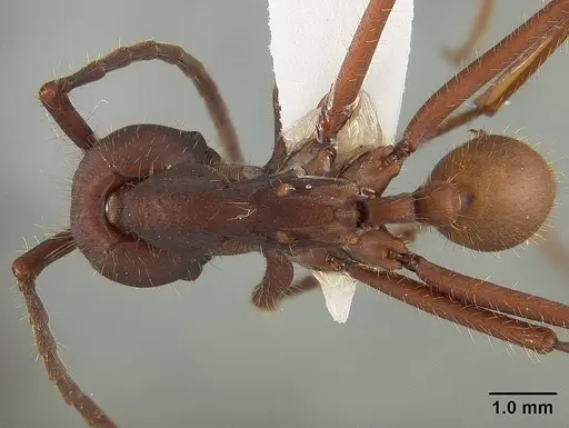 Eciton vagans - USNMENT01124281