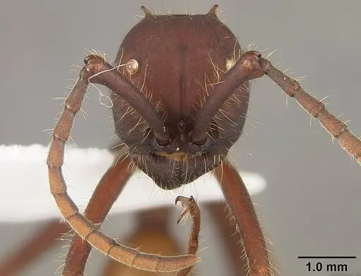 Eciton vagans - USNMENT01124281