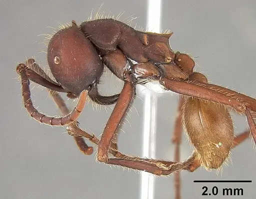 Eciton vagans - USNMENT01124281