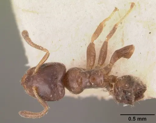 Ecphorella wellmani specimen