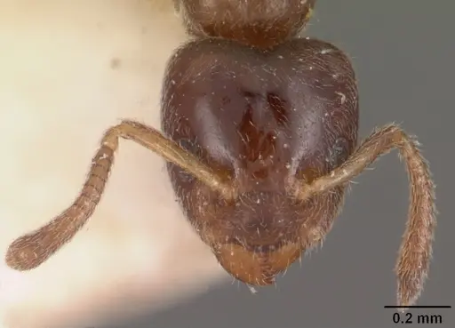 Ecphorella wellmani specimen