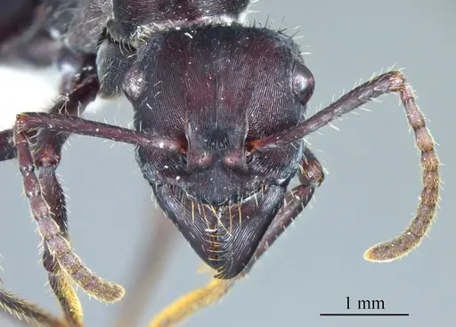 Ectatomma brunneum specimen